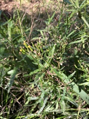 Senecio glomeratus longifructus