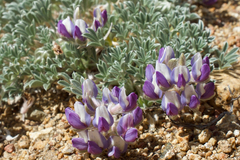 Lupinus breweri bryoides