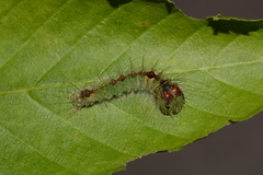 Acronicta laetifica