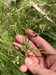 Scirpus pedicellatus