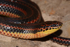 Farancia erytrogramma