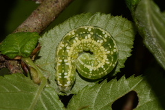 Pyreferra slotteni
