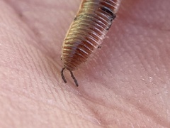 Bdellozonium