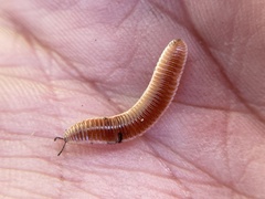 Bdellozonium