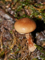 Armillaria hinnulea