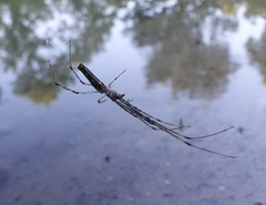 Tetragnatha elongata
