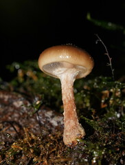 Armillaria hinnulea