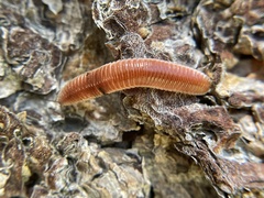 Bdellozonium