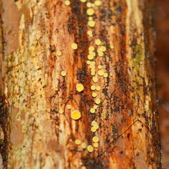 Lachnum pteridophyllum