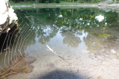 Tetragnatha elongata