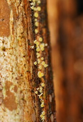 Lachnum pteridophyllum