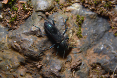 Strongylium aurichalceum