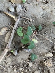Ipomoea × leucantha