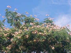 Albizia julibrissin julibrissin