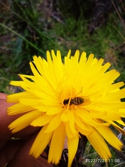 Toxomerus ecuadoreus