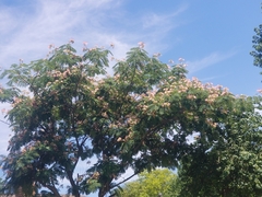 Albizia julibrissin julibrissin