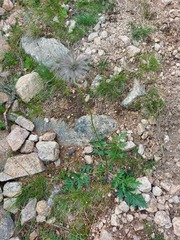 Pulsatilla ambigua