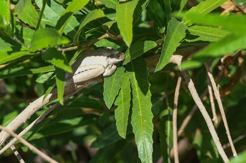 Chaco Tree Frog