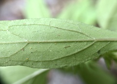 Parietaria pensylvanica