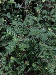 Zanthoxylum piperitum