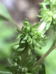 Parietaria pensylvanica