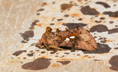 Autographa bimaculata
