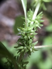 Parietaria pensylvanica