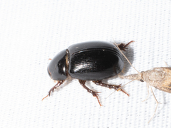 Hybosorus