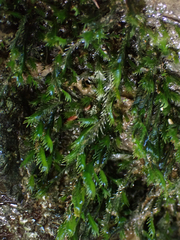 Fissidens grandifrons