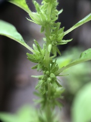 Parietaria pensylvanica