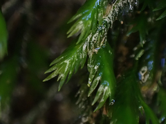 Fissidens grandifrons