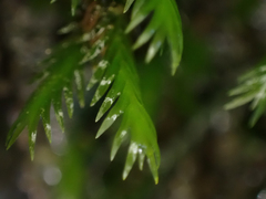 Fissidens grandifrons