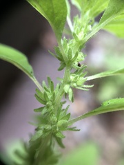 Parietaria pensylvanica