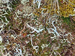 Thamnolia vermicularis