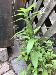 Parietaria pensylvanica