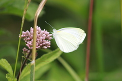 Pieris oleracea