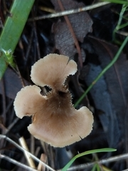 Auriscalpium barbatum