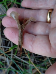 Auriscalpium barbatum