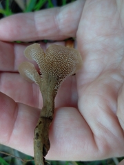 Auriscalpium barbatum