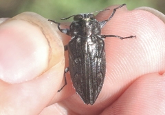 Chrysobothris merkelii