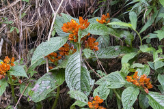 Chrysothemis pulchella