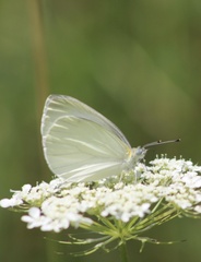Pieris oleracea