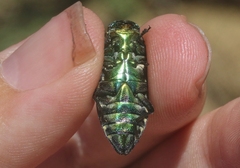 Chrysobothris gemmata