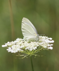 Pieris oleracea