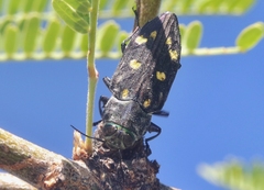 Chrysobothris gemmata