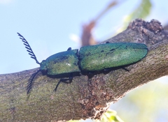 Chalcolepidius smaragdinus
