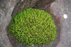Aongstroemiaceae