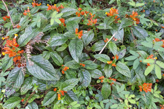 Chrysothemis pulchella