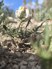 Astragalus miser