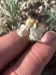 Astragalus miser